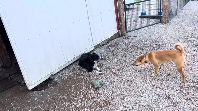 First Dingo Dog I’ve Worked With смотреть онлайн