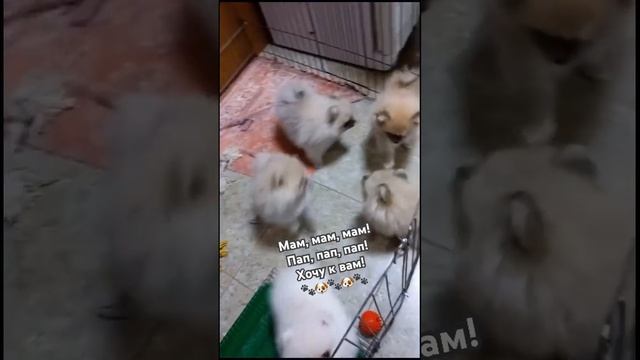 Щенки померанского шпица крем и крем-соболь мальчики и девочки! 🤳 +79992121612 смотреть онлайн