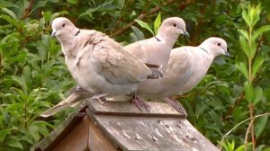 Кольчатая горлица Streptopelia decaocto Eurasian Collared Dove