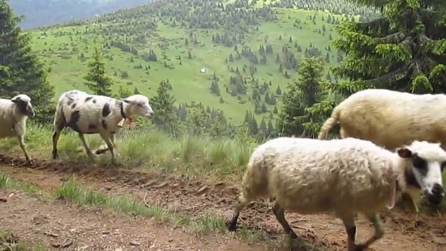 Миша и бараны