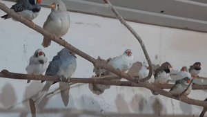 Певчие попугаи, зебровые амадины и рисовые амадины.