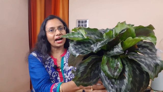 Peacock Ginger indoor plant care in Bengali.অন্দর সজ্জায় পিকক জিঞ্জার প্ল্যান্ট পরিচর্যার পরামর্শ смотреть онлайн