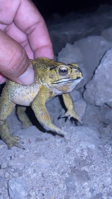 Cute Toad #Shorts #animal #life # rainfrog #shortsfeeds #hunting #virallife #wildlife #viral смотреть онлайн