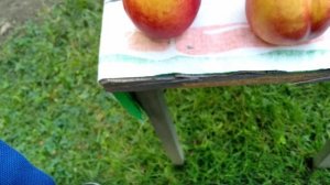 Песиковий конвеєр . Нектарин РУБІНОВИЙ- 7. Обзор.