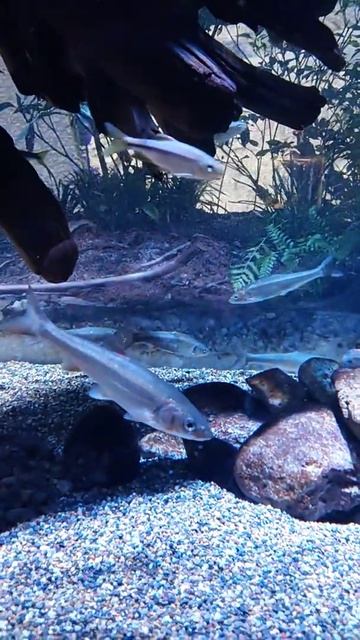 Pseudaspius hakonensis
