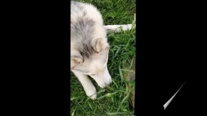 Финист Ясный Сокол финал