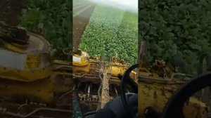 Свеклоуборочный комбайн ропа пантера(3)