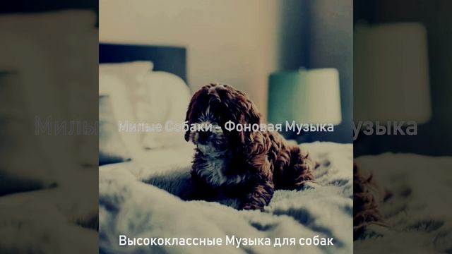 Музыка (Дрессировка собак) смотреть онлайн
