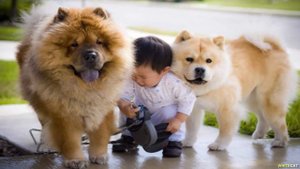 ЧАУ-ЧАУ ВСЁ О ПОРОДЕ - ПЛЮСЫ И МИНУСЫ, УХОД И СОДЕРЖАНИЕ. ЛУЧШИЕ ПОРОДЫ СОБАК!