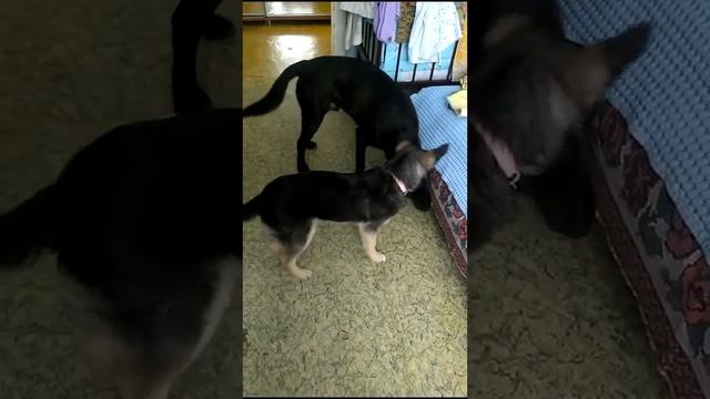 Каждой собаке палку и друга!!!
