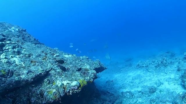 ハマサンゴの生態系☆石垣島ダイブパラッパ смотреть онлайн
