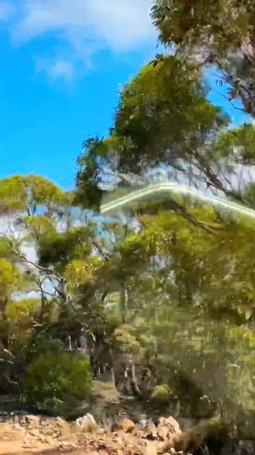 Feral Starlings South Australia #outback #birds #nature смотреть онлайн