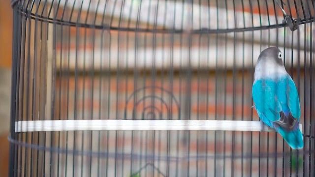 Suara Lovebird Ngekek Panjang ini Cepat Membuat Labet Lain Emosi Langsung Nyaut Ikut Ngekek Fighter