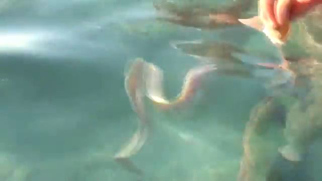 Кормление мурены 3.wmv смотреть онлайн