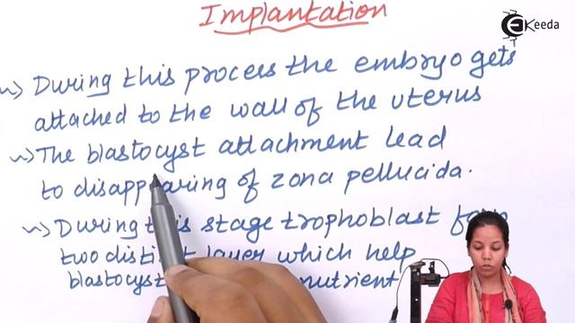 Implantation - Human Reproduction - Biology Class 12