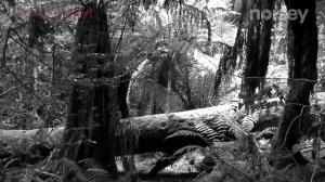OMM - One man metal (2012) RUS (about Black Metal)