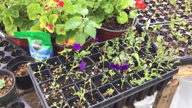 Aronia plants смотреть онлайн