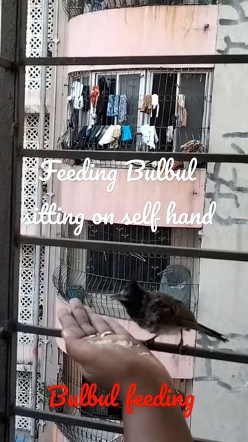 bulbul feeding on self hand смотреть онлайн