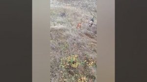 русская гончая добирает лисицу! #shorts#охота