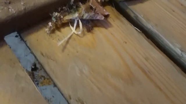 Tegenaria domestica, house spider смотреть онлайн