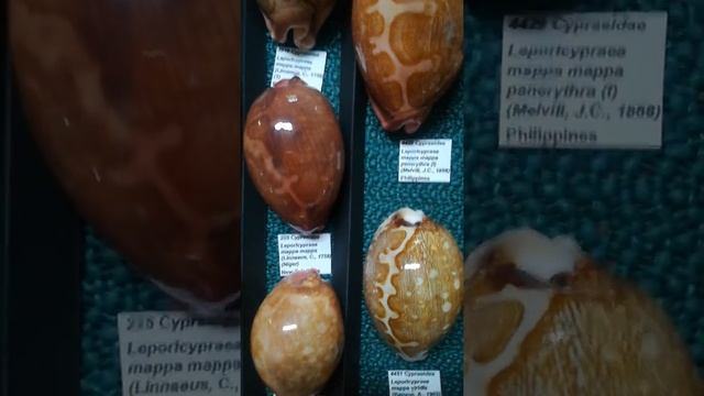 Cypraeidae collection of Carlos Durães de Carvalho