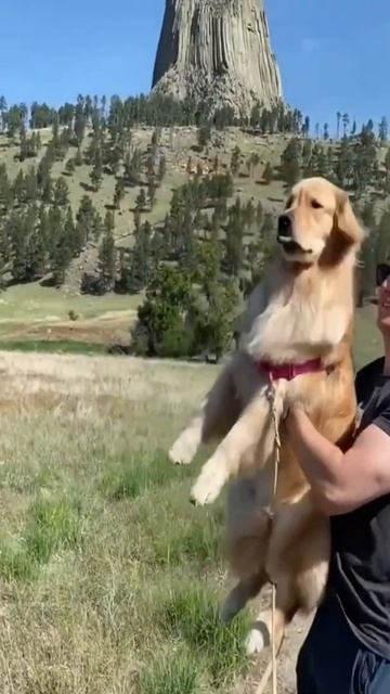 как говорят животные | звуки животных | животные для детей | животные для детей | смешные животные смотреть онлайн