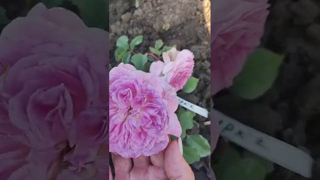 Роза Кирке 🌹Япония 🌹#розы #цветение#сад #ЦАРСТВОРОЗ смотреть онлайн