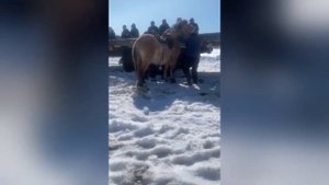 Как объезжают диких лошадей в Якутии