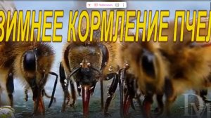 ЗИМНЯЯ ПОДКОРМКА ПЧЁЛ КАНДИ. ПРОСТО  И БЫСТРО