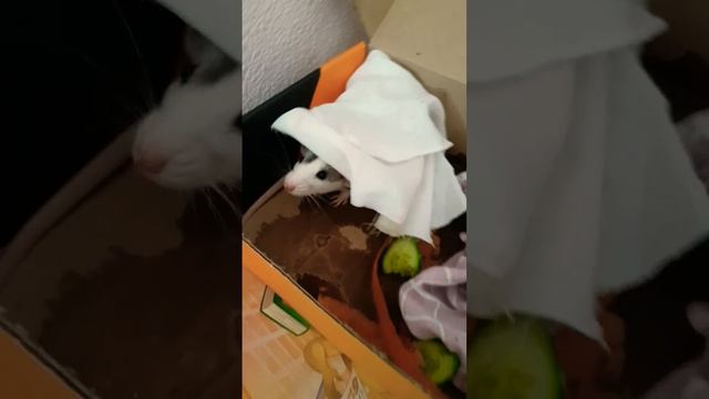мой крысёныш яндекс