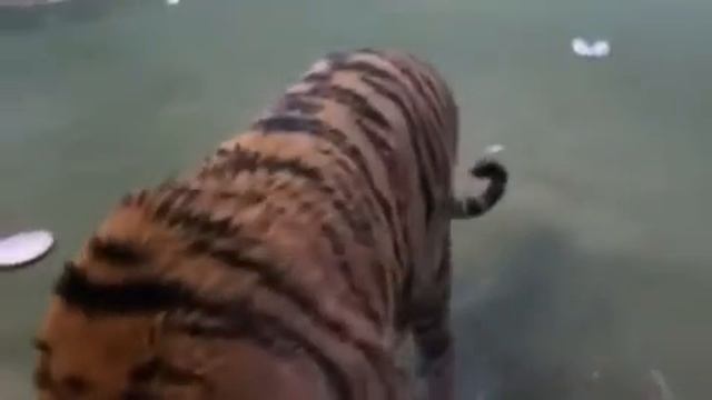 очень голодный тигр !