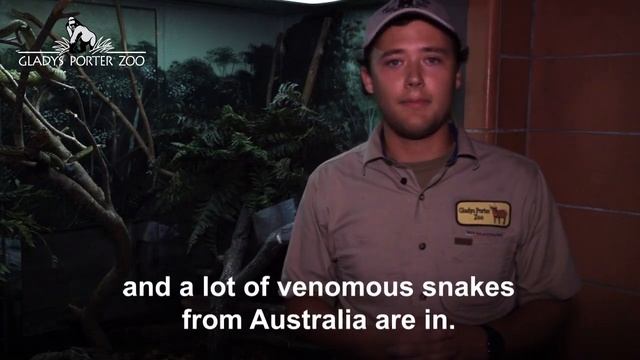 West African green mamba