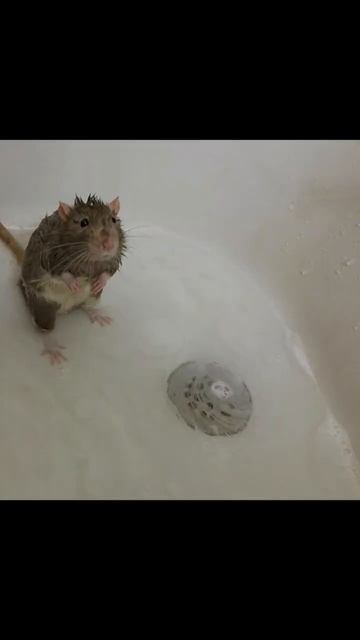 Нечайно наткнулась на фото своих любимых крыс,которых больше нет...💔 смотреть онлайн