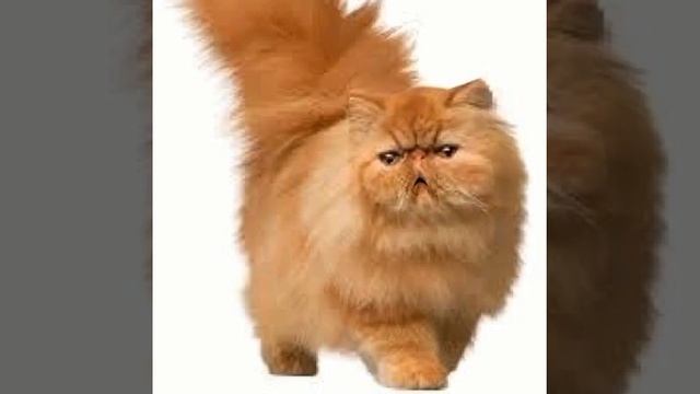 Эх ммм бананчики... 🍌🐍🐈 смотреть онлайн