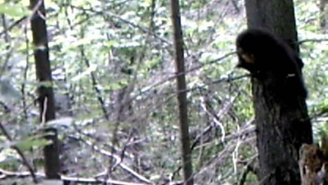 Фотоловушка июль 2023-куница в кадре. смотреть онлайн