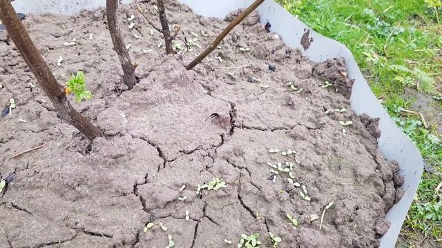 Они бросили свою мать когда заколосился шпинат. А во всем виноват воздушный фильтр!