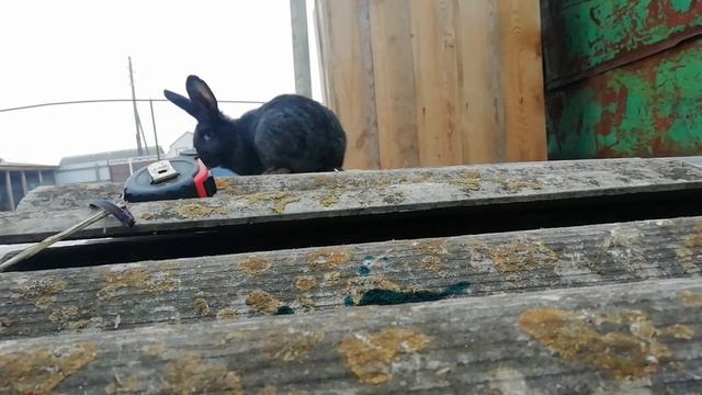 Сельские новости жизнь в деревне радила кралчиха смотреть онлайн