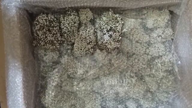 Упаковка цетрарии для отправки