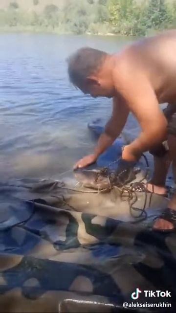 Поймал друг огромного сома жесть смотреть онлайн