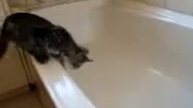 котёнок 2D и 3D