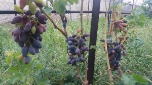 Виноград В-2. Энергодар 2017.