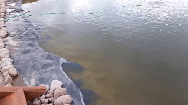 Зацвела лилия-нимфея в пруду