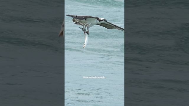 Osprey snatches barracuda from the ocean. смотреть онлайн