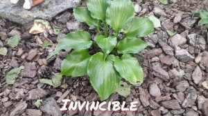 Хоста сорт Invincible в конце сезона