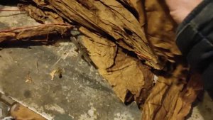 Virginia Shirey. Производительность листа просто шикарная