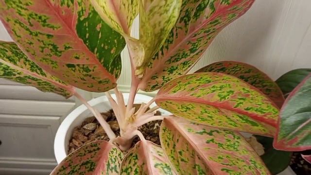 аглаонемы/обзор моих аглаонем #аглаонема #аглаонемы #обзорцветов #plants #цветы #aglaonema