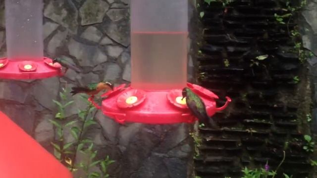 Hummingbirds at Monteverde Costa Rica