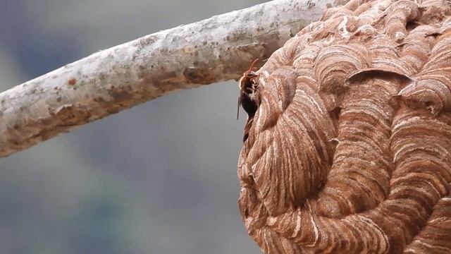 20210522漂亮的黑腹虎頭蜂蜂巢 смотреть онлайн