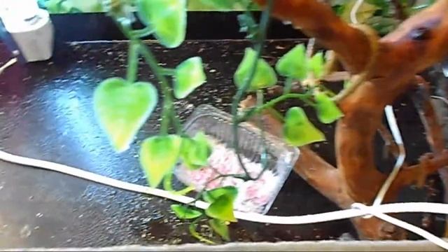 Стадо хамелеонов смотреть онлайн