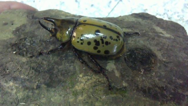 Dynastes tityus  (Origin :U.S.) Eastern Hercules beetle смотреть онлайн